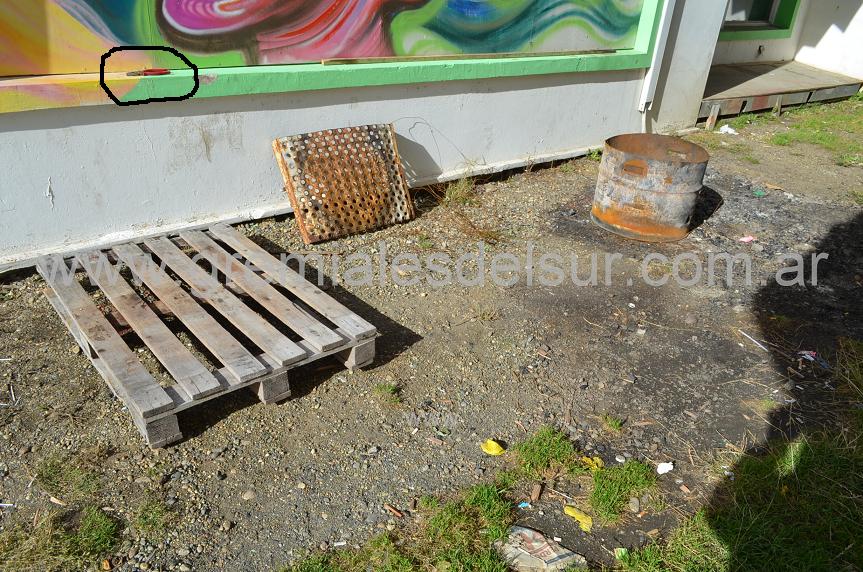 Enfermeros del Hospital de Río Grande denunciaron el desarme y el robo de la carpa que se había instalado al costado del acceso al nosocomio.